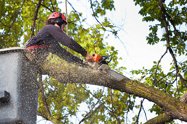 Best Weed Control  in Millville, NJ